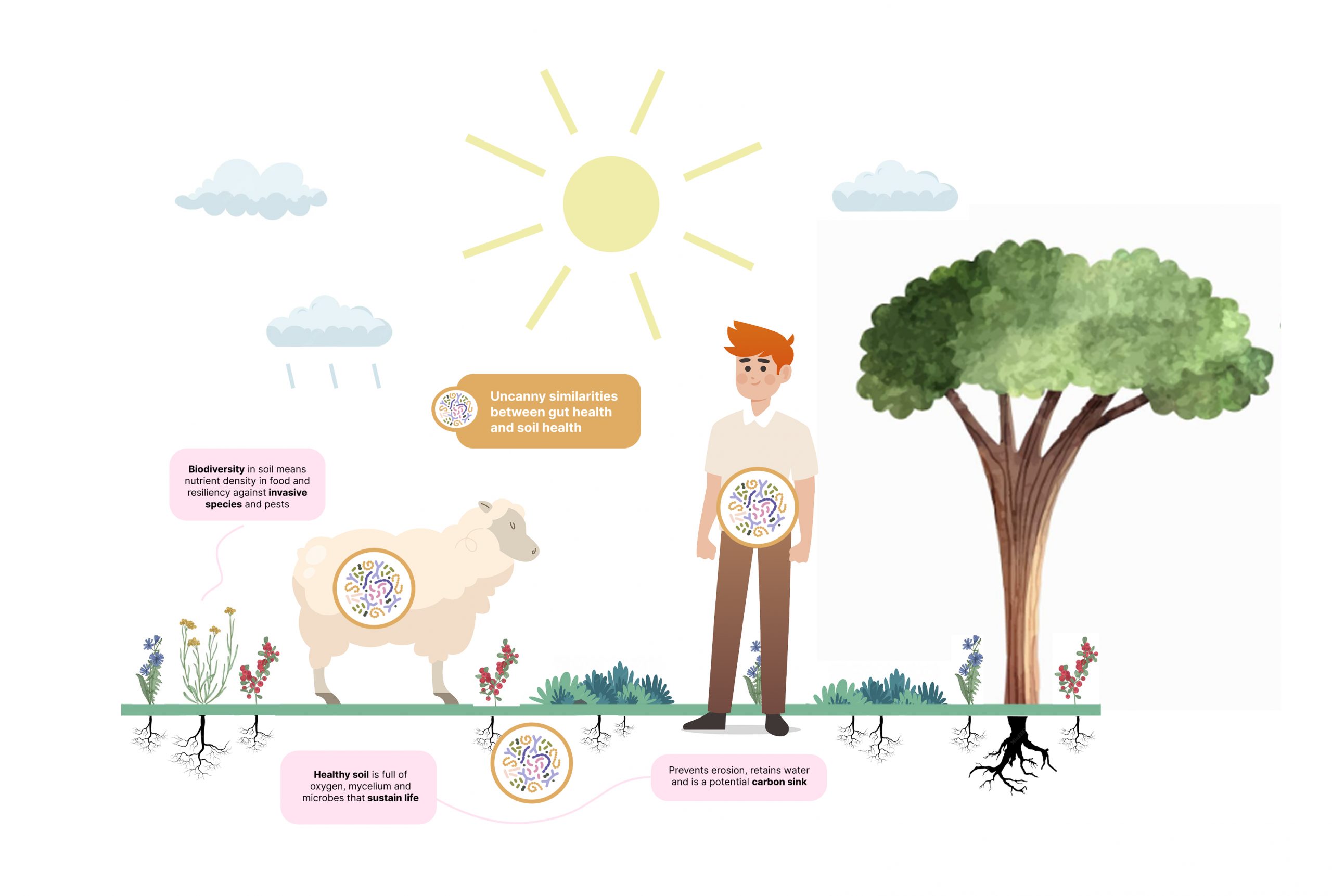 Living system illustration