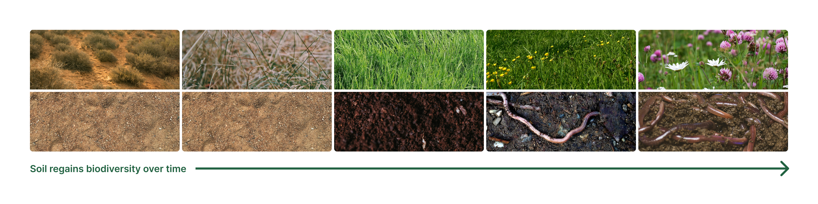Soil regeneration